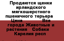 Продаются щенки ирландского мягкошерстного пшеничного терьера › Цена ­ 30 000 - Все города Животные и растения » Собаки   . Карелия респ.